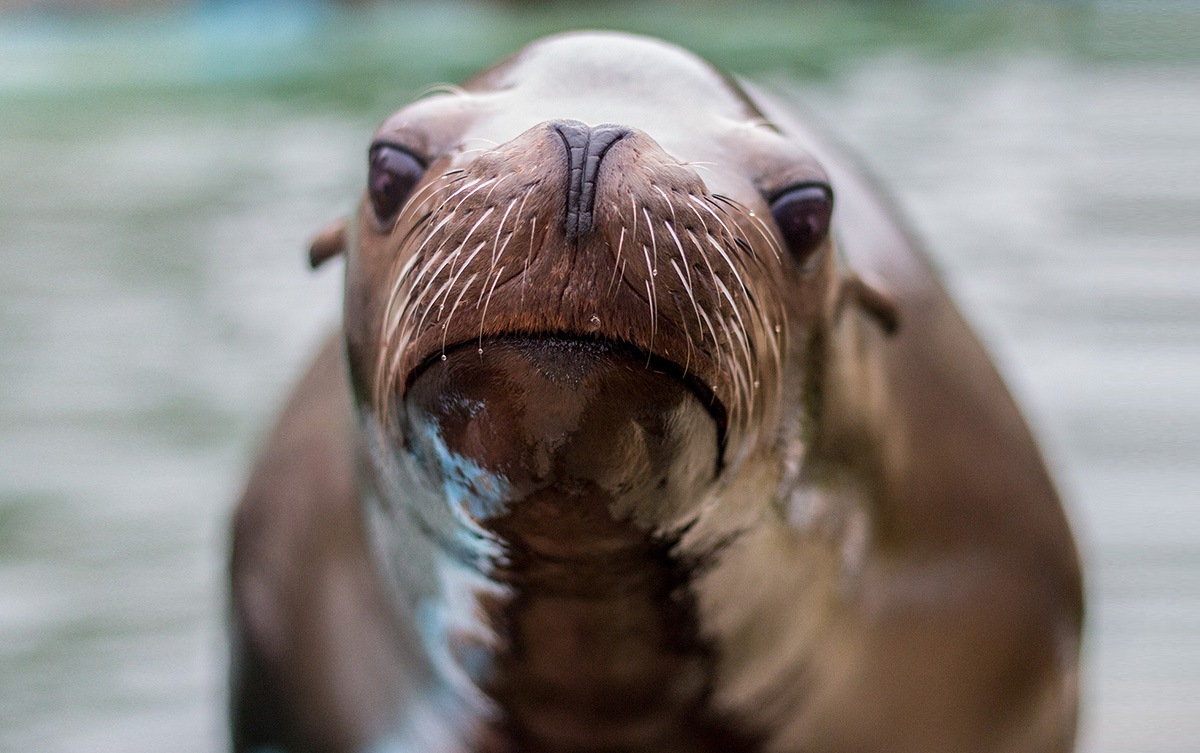 Entrenamiento silencioso