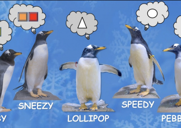 Entrenamiento de discriminación de formas, colores y emparejamiento con un objeto en pingüinos gentoo (pygoscelis papua)