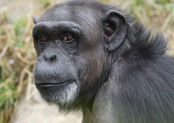 Entrenamiento de muestra de sangre para glucometria en monos lanudos (Lagothrix lagotricha) y chimpancés (Pan troglodytes)