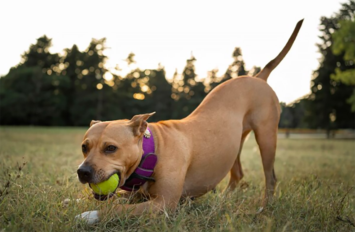 ¿Qué son los prompts?