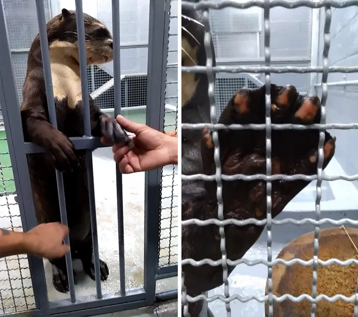  Entrenamiento para posición de la nutria, el individuo muestra sus extremidades para revisión y tratamiento.