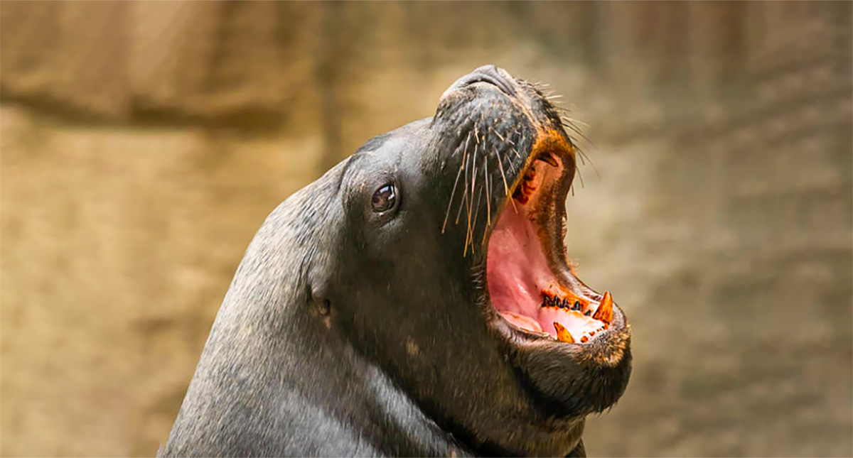 Generalization and discrimination: between what changes and what repeats