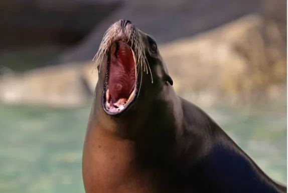  Entrenamiento nutrias